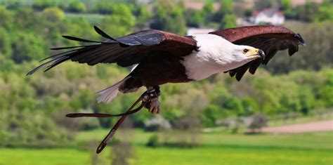 Amazing Animals Pictures The Proud African Fish Eagle Haliaeetus