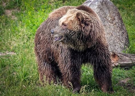 Oso Grizzly Soportar Pardo Foto Gratis En Pixabay Pixabay