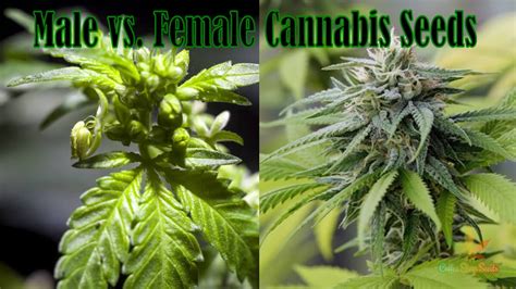 Male vs. Female Cannabis Seeds - Coffee Shop Seeds | Cannabis Blog