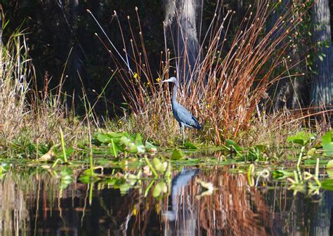 Tri Colored Heron On Billys Lake Florida Paddle Notes