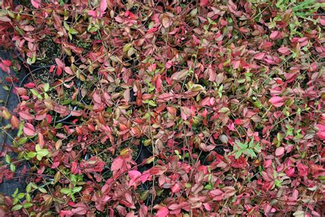 Trzmielina Fortune A Coloratus Euonymus Fortunei Coloratus