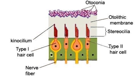 Otolith Organs Definition 46 OFF Micoope Gt