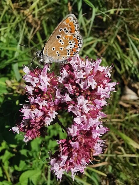 Origanum Vulgare Wilder Oregano Dost Flora Di Berna