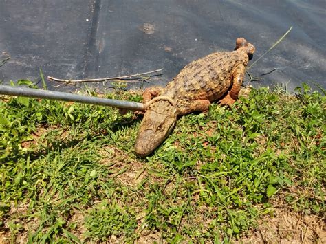 Jacaré de 1 5 metro é capturado no quintal de uma casa em Guaraciama