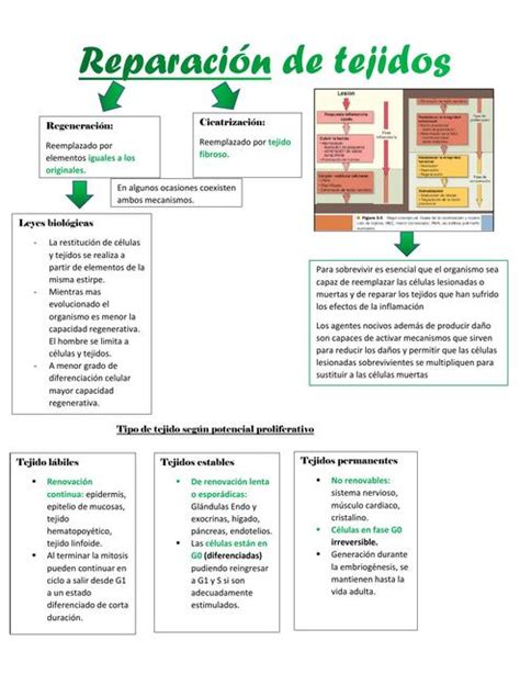 Reparaci N De Tejidos Danixza Diaz Udocz