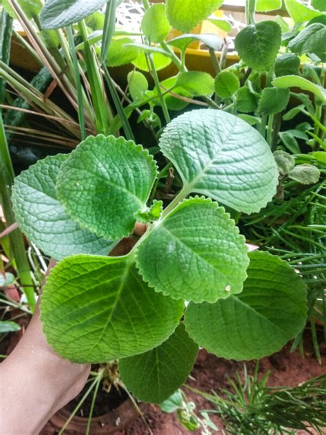 Ajwain Indian Oregano Herbal Plant A Green Venture