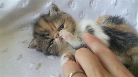 Silver Patched Tabby And White Exotic Shorthair Youtube