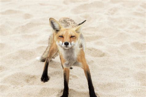 Fox On The Beach Photograph By Jeannette Hunt Fine Art America