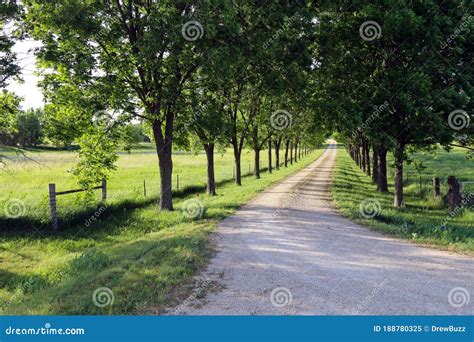 Tree Lined Dirt Driveway Leading Through Lush Meadow Stock Image