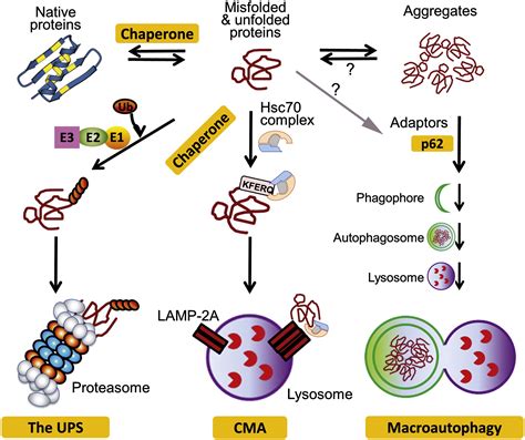 Proteasomal And Lysosomal Protein Degradation And Heart Disease