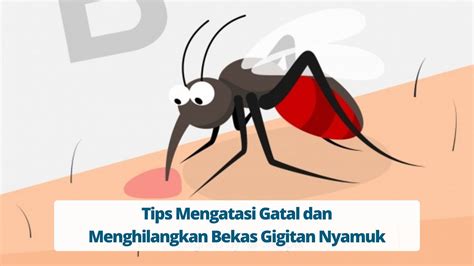 Tips Mengatasi Gatal Dan Bekas Gigitan Nyamuk Primaya Hospital