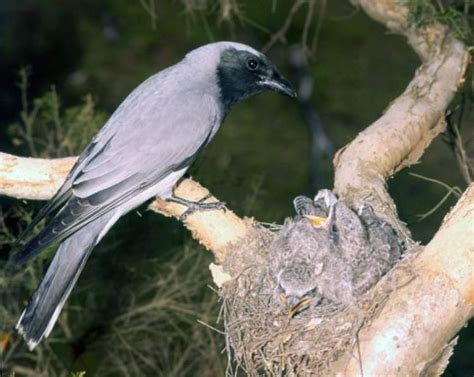 Black-faced Cuckoo-shrike - The Australian Museum