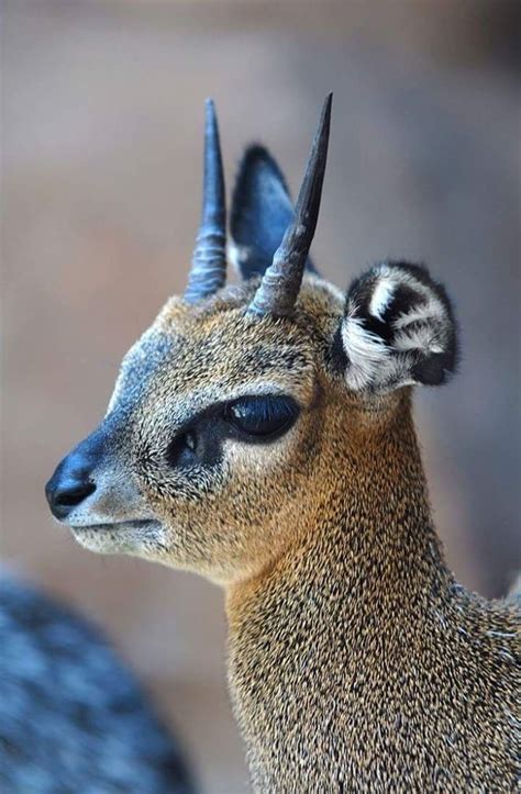 13 best Pygmy jerboas images on Pinterest | Adorable animals, Rodents ...