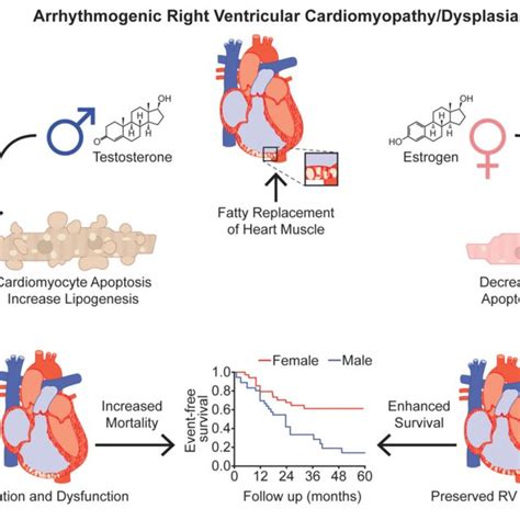 Effects Of Sex Hormones In Arrhythmogenic Right Ventricular Download Scientific Diagram