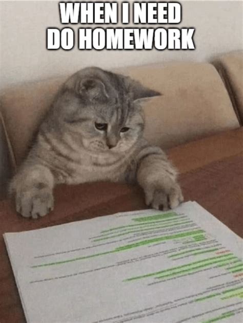 Me Doing Homework R Catmemes