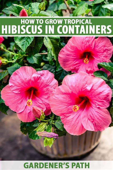 How To Grow Tropical Hibiscus In Containers Gardeners Path