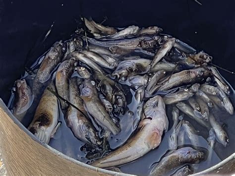 Vuelven A Aparecer Peces Muertos En El Mar Menor Debido A La Falta De