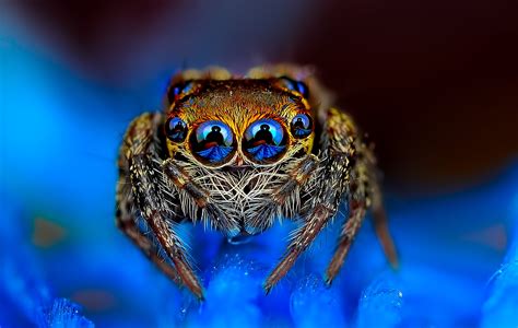 Free download | HD wallpaper: brown jumping spider, eyed, blue ...