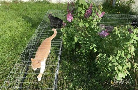 How to make outdoor cat tunnels for your indoor cat