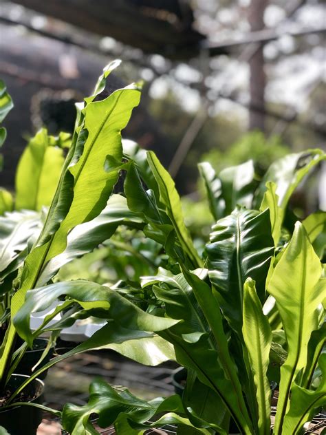 Growing Tropical Ferns Good Earth Garden Center