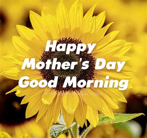 Sunflower Happy Mothers Day Good Morning Pictures Photos And Images