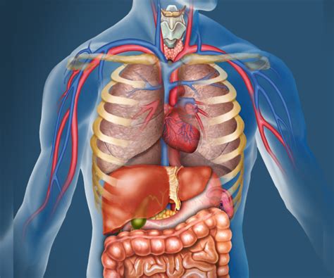 Partes Do Corpo Humano E Suas Fun Es Significados