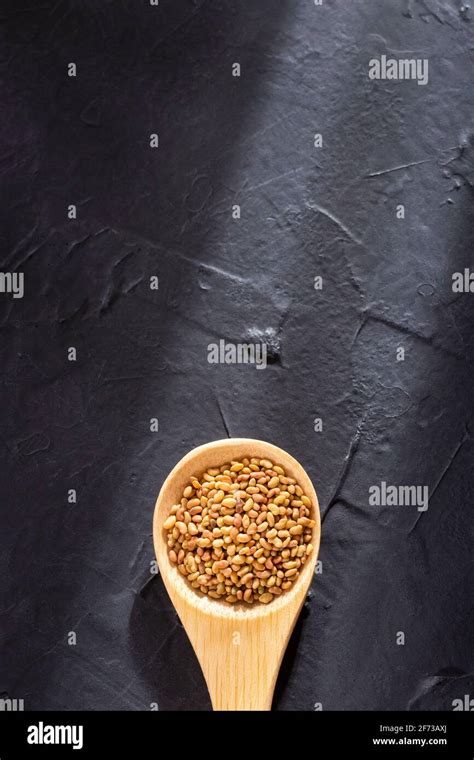 Organic Alfalfa Seeds Medicago Sativa Stock Photo Alamy