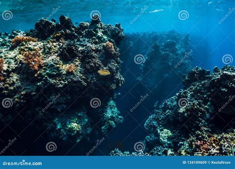 Underwater Rocks with Corals in Blue Ocean. Menjangan Island, Bali ...