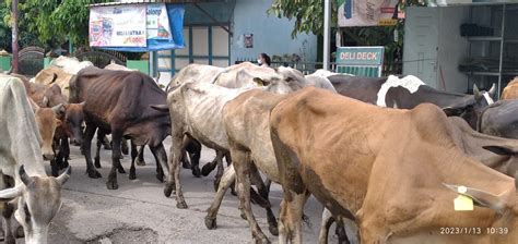 Jangan Jauh Jauh Cari Peternakan Lembu Di Kota Medan Juga Ada Ninna Id