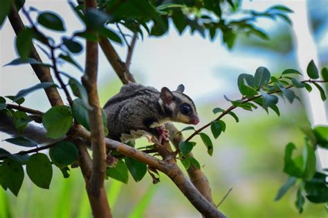 What Are Sugar Gliders Everything You Need To Know Fur Wings