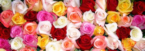 What The Different Colors of Roses Mean - Billy Heromans