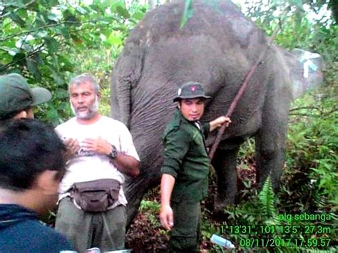 Kisah Dita Gajah Yang Mati Usai Bertahan Hidup 5 Tahun Dengan 3 Kaki