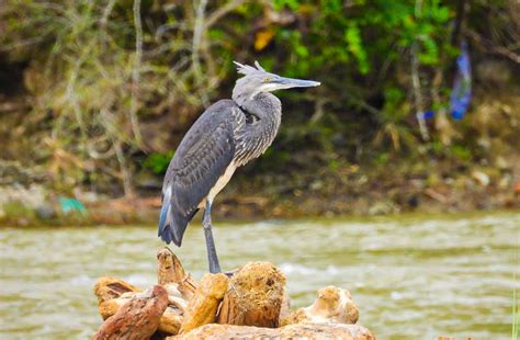 White Bellied Heron