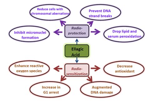 Ellagic Acid As A Potential Anti Cancer Drug MedCrave Online