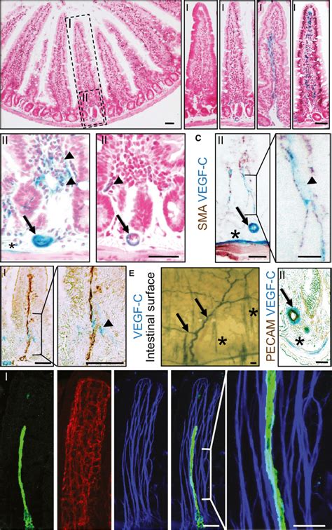 Smooth Muscle Cells Are The Main Source Of Vegf C In Adult Intestine A