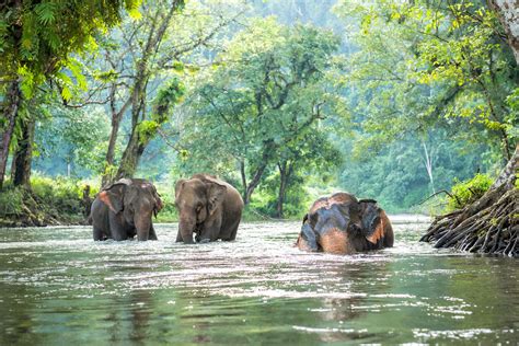 Day Trekking Elephants Rafting In Chiang Mai Amazing Asia Tours