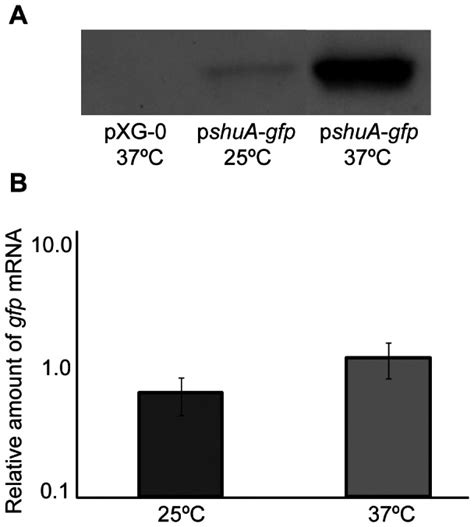 A A Western Blot Analysis Was Performed With Monoclonal Anti Gfp