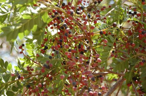 Lantrisco Árboles de Colima Latifoliadas iNaturalist