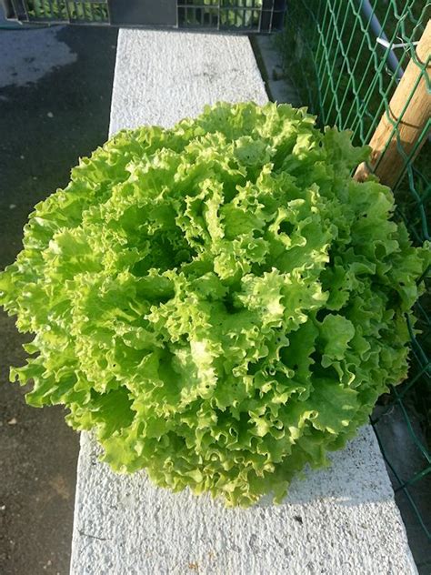 Alface frisada verde roxa Preço 0 80 un Loja da Reforma Agrária