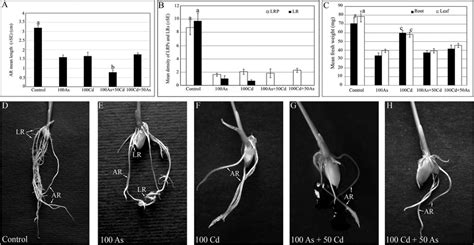 Mean Adventitious Root Ar Length A Mean Lateral Root Primordia