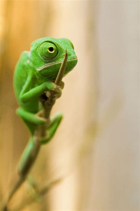 115 Chameleon Babies That Will Make You Fall In Love With Lizards