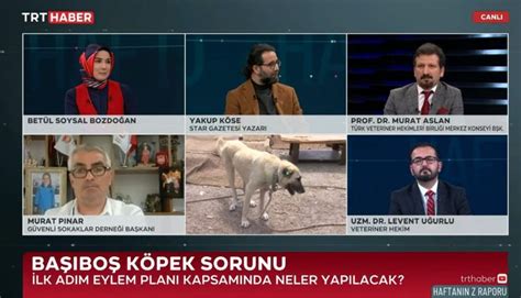 Mikroçip uygulaması için son gün 31 Aralık 2022 Türk Veteriner