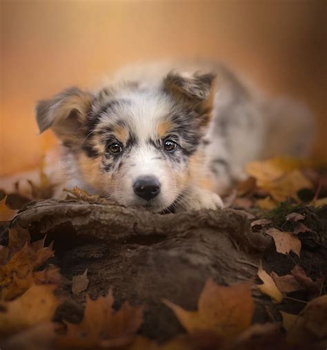 Blue Merle Border Collie Puppy Dog Photography Alicja Zmyslowska