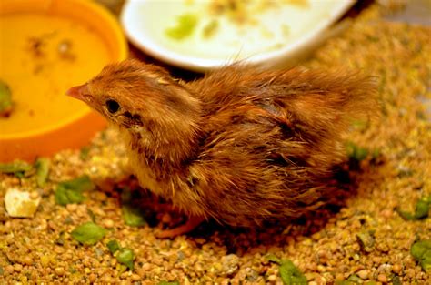 Baby Quail Free Stock Photo Public Domain Pictures