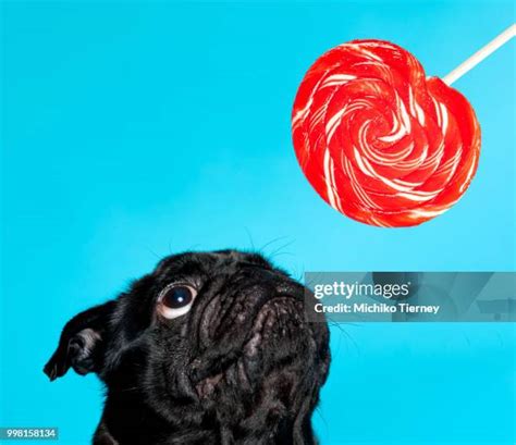 210 Funny Black Pug Stock Photos, High-Res Pictures, and Images - Getty Images