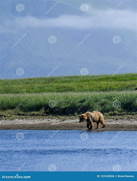 An Alaskan Brown Bear Approaches a River in the Katmai National Park ...