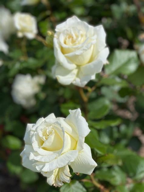 Rose Pope John Paul Ii 3ft Std 250mm The Garden Feast