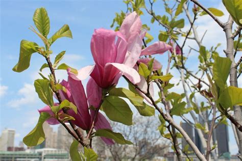 Chinese Magnolia Tree ORourkeDesigns Framing Photography Flowers