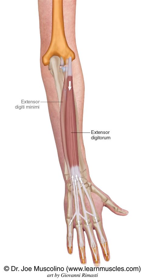 Extensor Digitorum Learn Muscles