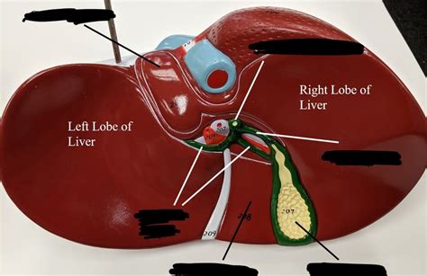 liver diagram diagram quizlet